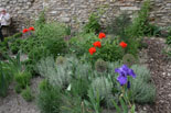 Mohn, Lavendel, Rosmarin, Lilien etc.